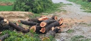 हरे पेड़ों पर चलती रही आरी, वन विभाग को नहीं लगी भनक